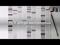 PCR and Gel Electrophoresis Concepts