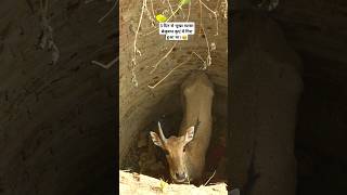 3 दिन से भूखा प्यासा बेजुबान कुएं में गिरा हुआ था। 🥹 Animal Rescue operation in the Well