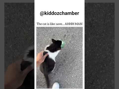 welppp 🐈 #shorts #shortvideo #cat #cats #catshorts #catmemes #catvideos #catlovers
