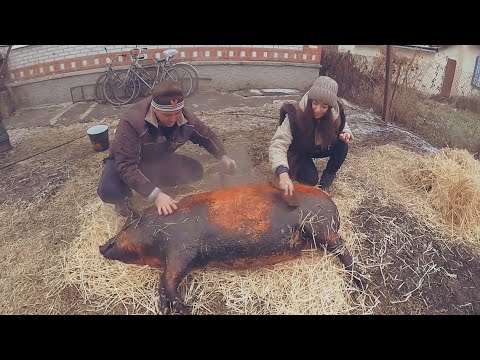 Забій та розбирання свині 170 кг по українські з соломкою