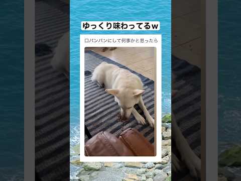 ボクが食べるとこ見てて　#shorts #動物 #おすすめ