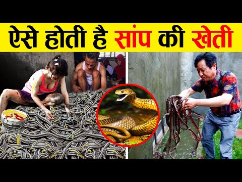 कैसे होती है सांपों की खेती ? | Use Of Snake Farming
