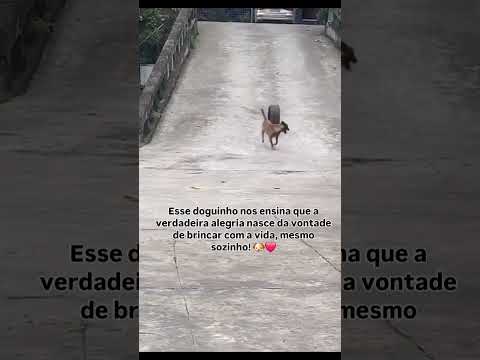 O maior sentido da palavra Felicidade😍❤️😍❤️ #cachorros #perros #dogs