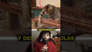 Unos gatos SALVARON un restaurante de la forma más increíble 😱 #sabiasque #curiosidades