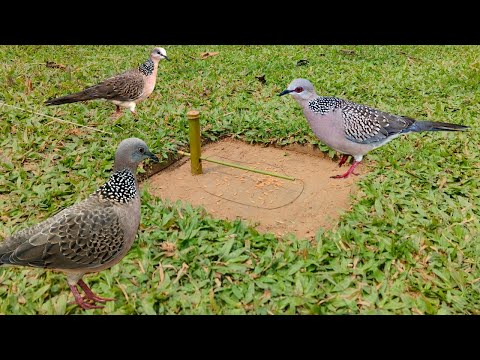 Vary simple bird trap 100% of birds will fall