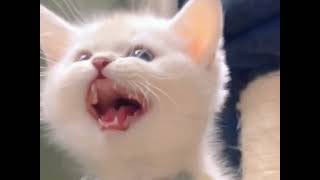 Cute and funny cats ,shorts 🐱🥰