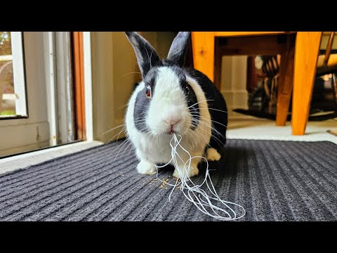 Rabbit tapeworm