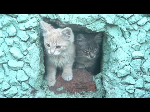 Kittens are sitting in a concrete hole