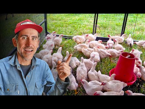 From Homestead to Small Farm Raising 150 Chickens For Dinner