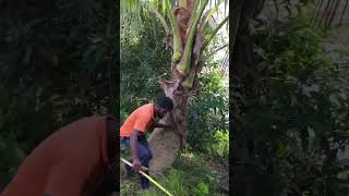 পিছে