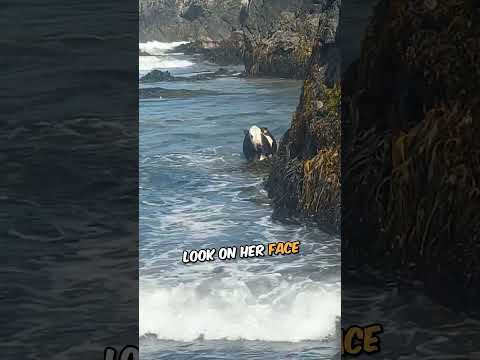 Her Cow Keeps Escaping๐๐#shorts #shortsvideo