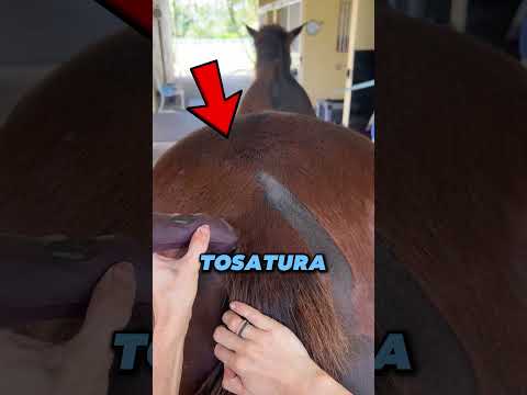 Un colore RARISSIMO del cavallo #shorts