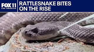 Rattlesnake activity increasing across US