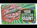Understanding the Triune Brain Theory