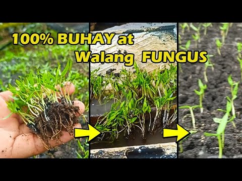 NO Seedlings Failure on this | Sigurado ang Punla pag Pinagsama ang Traditional at Modernong Paraan