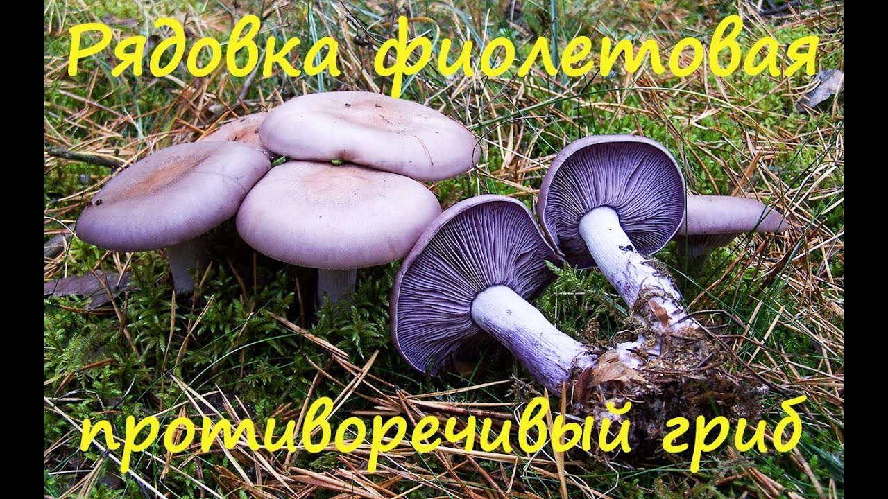 Противоречивая рядовка фиолетовая