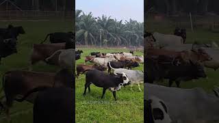 Cows Running around in our farm | Nadipathy Cattle #shorts  #cow #youtube #farming #viral