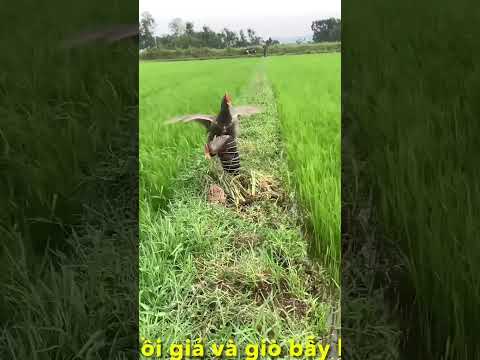 Bẫy gà đồng lấy bổi làm mồi