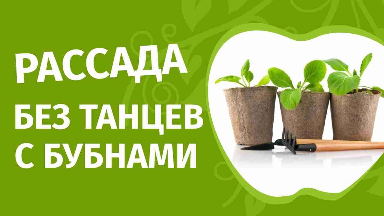 Посадка перцев и томатов на рассаду в феврале 2021г. Наталья Петренко отвечает на ваши вопросы.