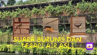 BURUNG MASTERAN FAVORIT MURAI BATU 👌Cililin, Kapas Tembak, Riorio 💯 ASLI
