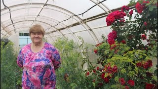 ПОСПЕШИТЕ! Еще не поздно ПОСЕЯТЬ ЭТО, чтобы получить ОТЛИЧНЫЙ УРОЖАЙ.
