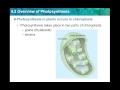 Photosynthesis Concepts and Processes