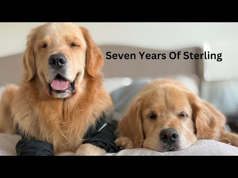 Seven Years Of Sterling The Golden