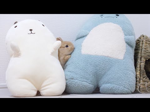 初めてぬいぐるみを見た赤ちゃんうさぎ