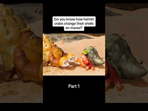 Did You Know That ? How Hermit crab Change Their Shells . #animationshorts #shortfilms #movieclips