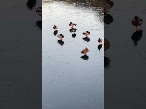 Ducks sleep on the frozen lake #duck