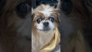 My dog Sammy is still alive at 15 years old and still Internet famous. Cutest dog ever. #puppyday
