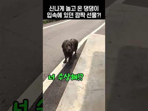 진흙탕에서 신나게 놀고 온 댕댕이, 입속에서 발견된 것의 정체는?