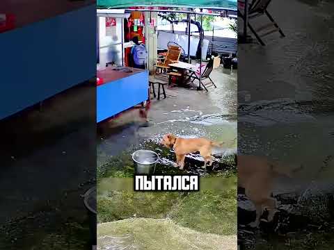 ПОСЛЕДНИЕ МИНУТЫ ЖИЗНИ СОБАЧКИ🙏🥺