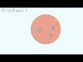 Meiosis Concepts and Processes
