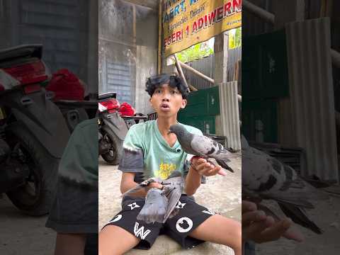 BOBY BALAPAN MERPATI