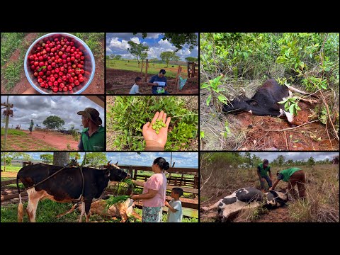 DIFÍCIL ACREDITAR NO QUE ACONTECEU 😣| TENTANDO SALVAR ELAS-DIA DIFÍCIL POR AQUI…