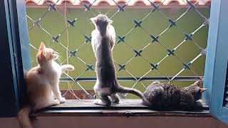 Tres Gatinhos na Janela