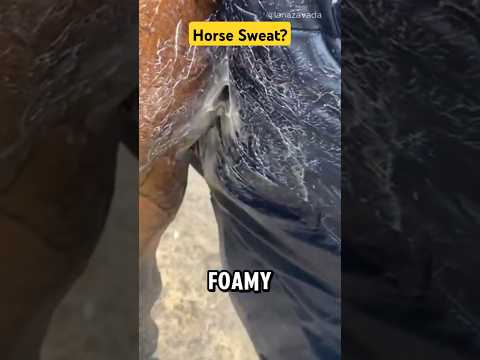 Is this horse sweat? #nature #horse