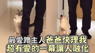 犬系貓咪最愛蹭主人！爸爸快理我，超級有愛的一幕讓人融化！｜貓咪｜寵物｜貓｜療癒｜搞笑