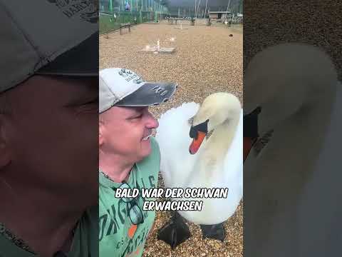 Ein freundlicher Mann fand einen einsamen Schwan ohne seine Mutter und dann...