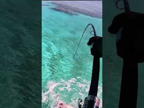 Drone Fishing For Giant Fish #shorts #viral #fishing #dronefishing #reeffishing