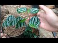 Peperomia Agreya Propagation Techniques
