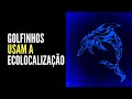 Dolphin Echolocation and Behavior