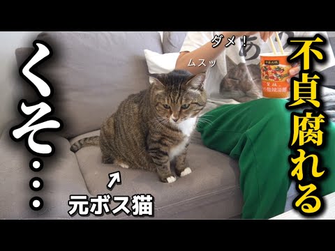 元ボス猫を家族に迎えたら1日中ご飯の事しか頭にないとんでもない野郎で困り果ててます