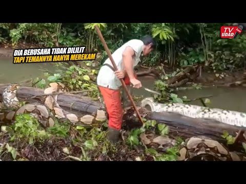 Pria Ini Nekat Menangkap Ular Piton Raksasa Sendirian Ditengah Hutan, Endingnya Sesuai Harapan!!