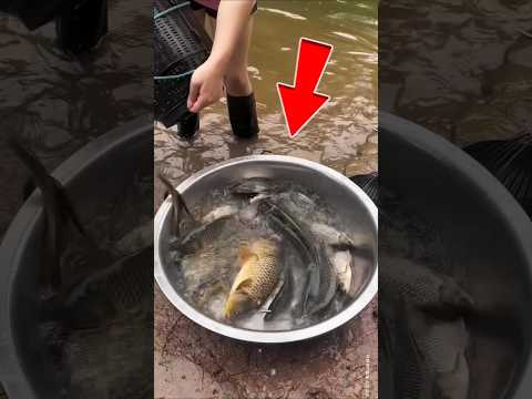 keluarga ini mendapat banyak ikan dari perangkapnya#shorts #viralshorts