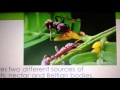 Acacia Trees and Their Ants