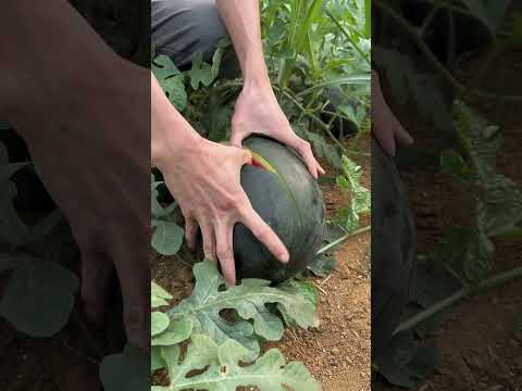 Watermelon very fresh and sweet - Farm fresh ninja fruit cutting