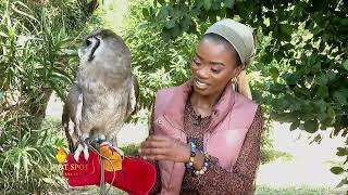 Inside Kilimandege Sanctuary: Meet Kenya’s Fiercest Birds of Prey! 🦅