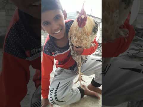 عبود وديك